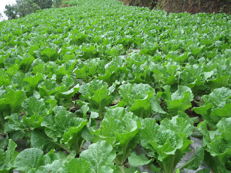 黃腐植酸葉面肥對蔬菜瓜果有什么實際應(yīng)用效果