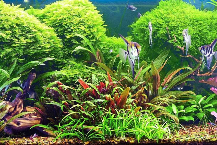 黃腐植酸鈉對水草缸觀賞魚水草的改良應用