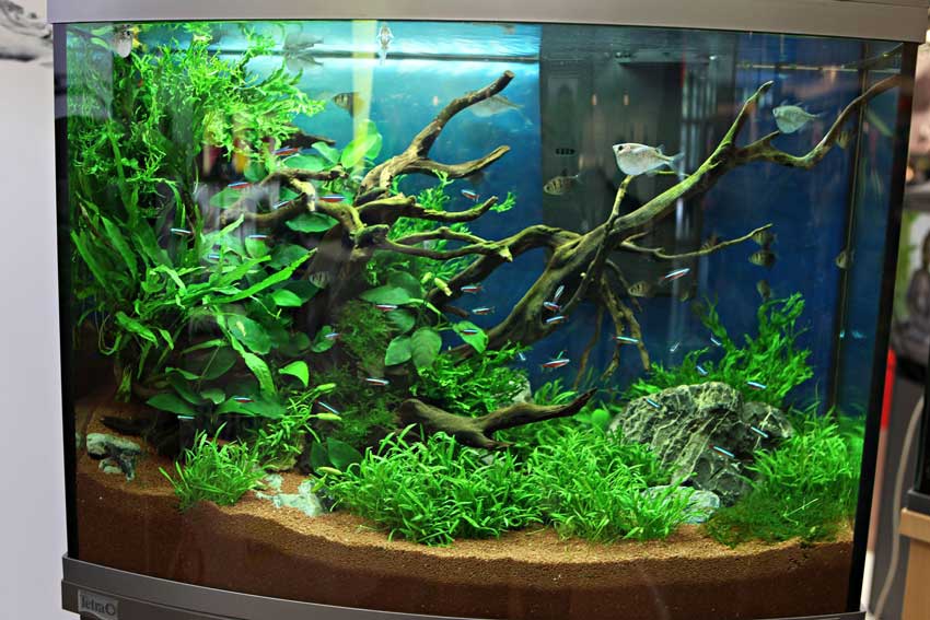 黃腐植酸鈉對(duì)水草缸觀賞魚水草的改良應(yīng)用