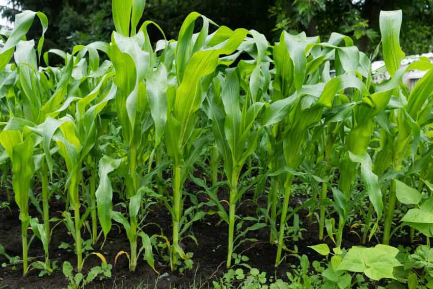 黃腐酸鉀的作用及機(jī)理：刺激植物根系生長和對養(yǎng)分的吸收