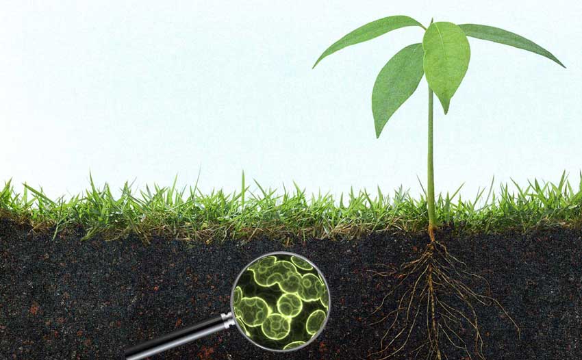 黃腐酸鉀的作用及機理：調(diào)控土壤微生物及酶的活性