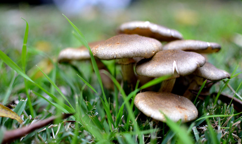 生化黃腐酸鉀的作用：生化黃腐酸鉀對植物秸稈的深度發(fā)酵作用