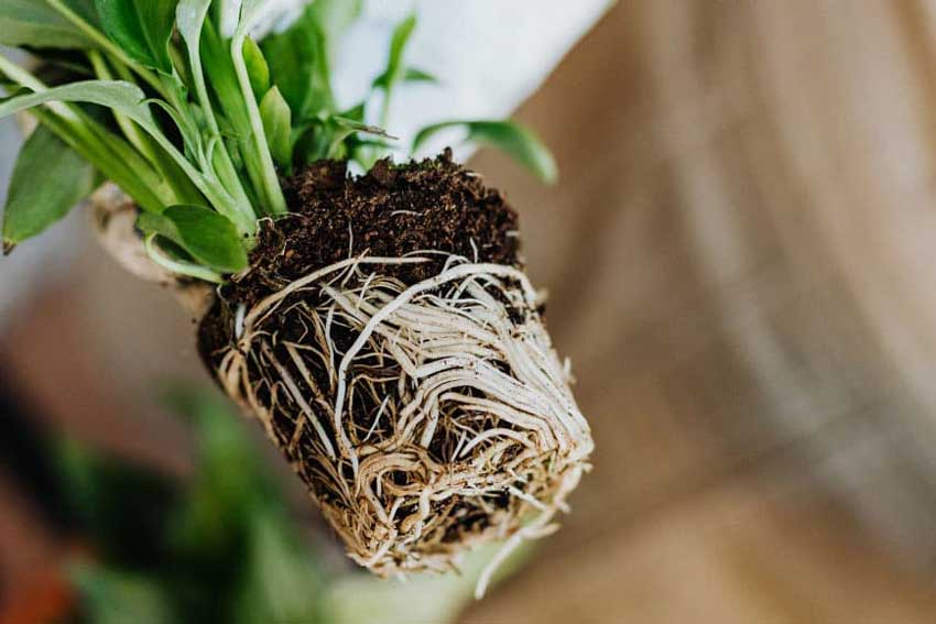 腐植酸的作用及功能原理：促進(jìn)作物根系養(yǎng)分的吸收