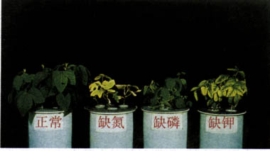 腐植酸對(duì)微肥和氮、磷、鉀、肥料有增效作用