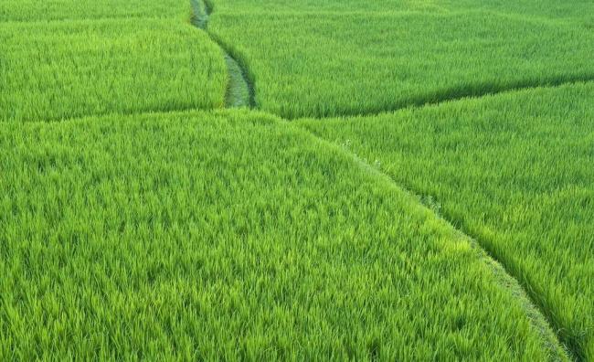 黃腐植酸復(fù)合肥的應(yīng)用與效果